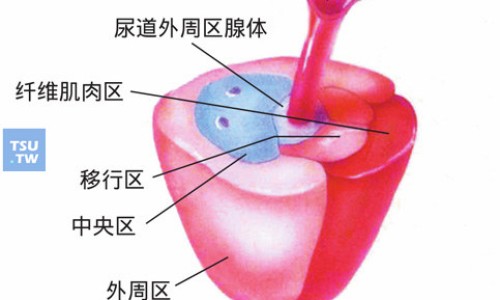 替硝唑胶囊作用-鹏鹞药业替硝唑胶囊网 - 网站提供替硝唑的说明书明书小常识、鹏鹞药业替硝唑胶囊怎么样
